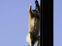 Обезьяна обесточила Кению, лишив страну 180 МВт электроэнергии
