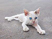 Инцидент в аэропорту Бен-Гурион: котенок задержал пассажиров с украинского рейса