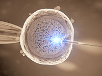 Ученые приблизились к разработке техники экстракорпорального оплодотворения от трех родителей
