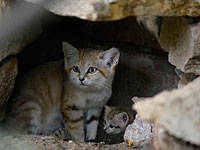 Подрастающее поколение в 