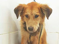 Полицейские помогли спасти бездомного пса, брошенного умирать на дороге