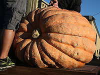 Израильский фермер вырастил рекордную тыкву