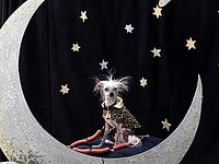 Слепая собака признана самой уродливой в мире