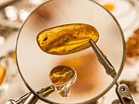 В янтаре нашли крылья птицы, которая жила 99 миллионов лет назад
