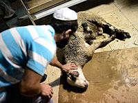 Суд  Бельгии разрешил продолжать  ритуальный забой скота 