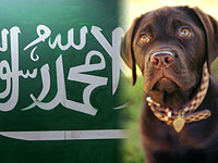 Зоошовинизм в Саудовской Аравии: конкурсам красоты верблюдов - да, собачьим выставкам - нет
