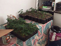 В Ришон ле-Ционе изъяты 70 кг марихуаны