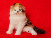 В Холоне и Хайфе состоятся выставки кошек и котят вместе с шоу мыльных пузырей