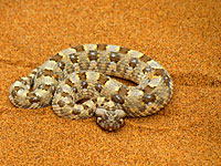 В районе Модиина мужчина был укушен гадюкой