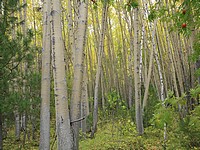 Жительница Челябинской области, заблудившаяся в лесу, нашлась спустя месяц