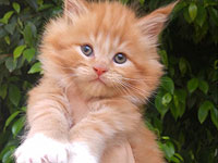 В Хайфе состоится Фестиваль кошек и мыльных пузырей
