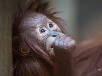 Власти Кувейта высылают в Индонезию орангутана-наркомана