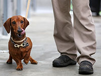 Новая Зеландия ужесточает контроль над собаками. Фоторепортаж
