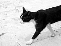 Кошка Мун  Юнит, пропавшая в Лондоне, нашлась через восемь лет в Париже