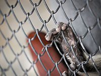 Кризис в Венесуэле: обитатели зоопарка Карикуао  умирают от голода 
