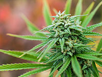 Житель Негева вырастил 80 кг марихуаны рядом с отделением полиции