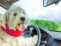 В США две собаки