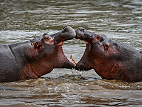 Дикая природа Танзании глазами израильского фотожурналиста