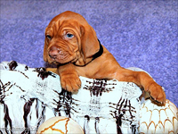 В Рамат-Гане убит щенок венгерской выжлы, полиция начала расследование