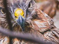 Полиция спасла сокола, которого держал в клетке житель Восточного Иерусалима