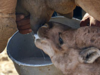 Три человека попали в больницу с бруцеллезом после употребления верблюжьего молока