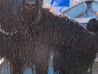 Пес  Поло из штата Мэриленд погиб в огне, спасая ребенка хозяйки