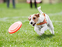 В Мевасерет-Ционе неизвестные разбросали яд, от которого гибнут собаки и кошки