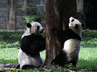 Панда Бей Бей празднует свой первый день рождения. Фоторепортаж