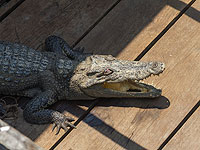 На севере Австралии похитители компьютеров подбросили в школу голодных крокодилов