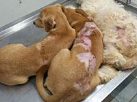 Житель Эйлата Алексей Грайз обвиняется в издевательстве над животными