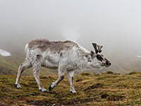 Трагедия в Норвегии: от удара молнии погибли более 320 диких северных оленей
