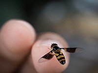 Житель Маалота госпитализирован в тяжелом состоянии после укуса пчелы