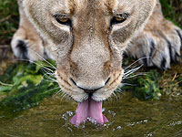 Всемирный День львов в Лондонском зоопарке. Фоторепортаж