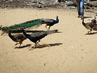В Беэр-Шеве инспектор муниципалитета выстрелил в жительницу города