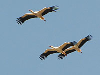 Первые признаки осени. На озеро Хула прилетели аисты
