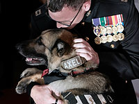 Hero Dog Awards: награждение четвероногих героев. Фоторепортаж