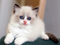 Шоу кошек и Юрий Куклачев ждут зрителей в