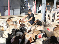 В Рафахе жертвенные агнцы затоптали палестинцев, десятки пострадавших