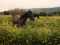 На Голанских высотах мужчина, упавший с лошади, получил тяжелые травмы
