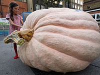 Победителем конкурса гигантских тыкв в Англии стал Бен Элиэзер. Фоторепортаж