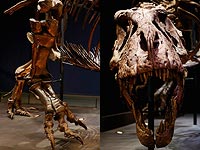 Шеститонный скелет тираннозавра прибыл в Голландию. Фоторепортаж