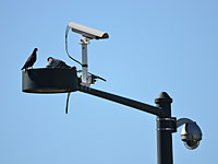 В  Индии задержаны  150 голубей, подозреваемых в шпионаже