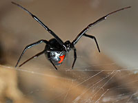 В Кейсарии 11-месячный ребенок подвергся нападению