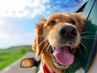 Минсельхоз рассмотрит возможность перехода с годичной прививки от бешенства на двухгодичную