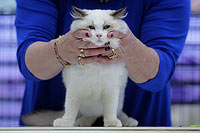 Усатые питомцы на международной выставке в Китае. Фоторепортаж