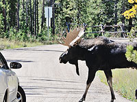 В Швеции лось загнал  мужчину на фонарный столб
