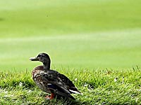 Матч Кубка Болгарии был прерван из-за утки