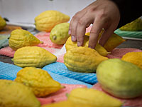 Минсельхоз запретил ввоз в Израиль четырех растений для праздника Суккот