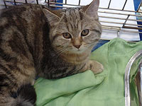 Впервые в Хайфе Международная выставка кошек по американской системе