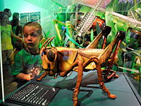 В начальной школе появится курс программирования и робототехники